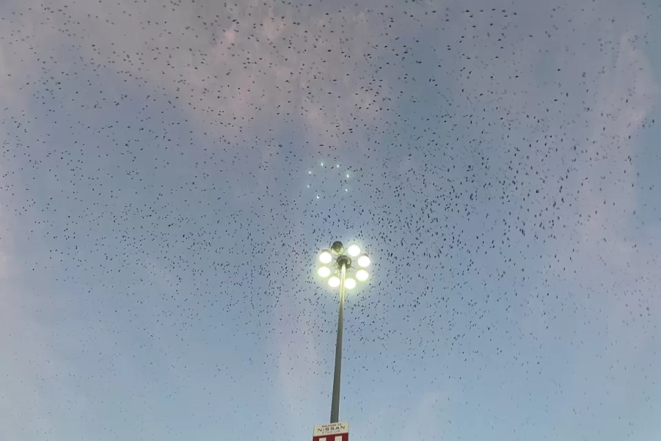 Large flock of purple martin birds at dusk flying above a light pole.